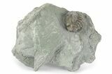Wide Enrolled Flexicalymene Trilobite - Mt Orab, Ohio #245201-1